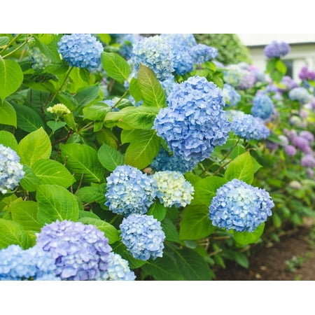 All Summer Beauty Hydrangea - Live Plant ( 1 QT )