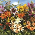 thumbnail image 1 of All Summer Fowering Garden Lily Mixture Dormant Bulbs (10-Pack), 1 of 3