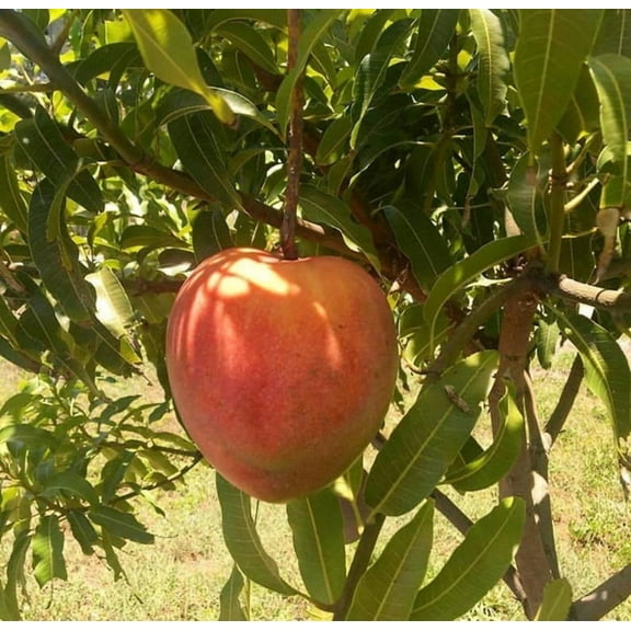 All summer or Marlys Mango TREE GRAFTED (2-4 Feet Tall). Ship to all states