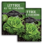 All the Year Round Lettuce Seeds - Annual Full Sun Vegetable - 2 Packs