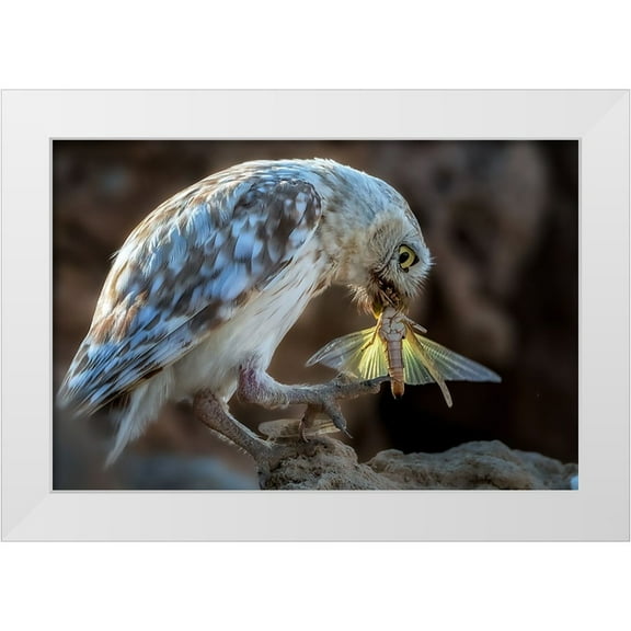 Allam, Abdelkader 14x11 White Modern Wood Framed Museum Art Print Titled - Peeping Owl Eating Dragonfly