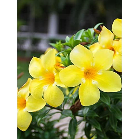 Allamanda Cathartica Golden Butterfly 3 Live Plants Vibrant Yellow Trumpet Flowers Perfect for Outdoor Gardens & Patios Easy to Grow & Care for