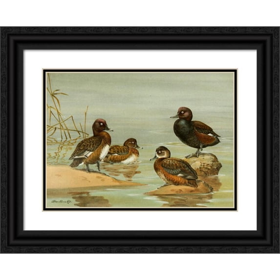 Allan Brooks 18x14 Black Ornate Wood Framed Double Matted Museum Art Print Titled - Australian White-Eyed Duck, Southern Pochard (1922-1926)