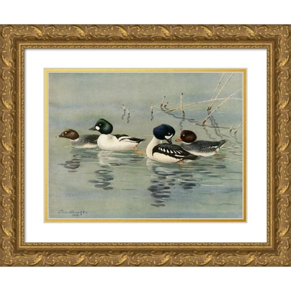 Allan Brooks 24x19 Gold Ornate Framed and Double Matted Museum Art Print Titled - Golden-Eye, Barrow's Golden-Eye (1922-1926)