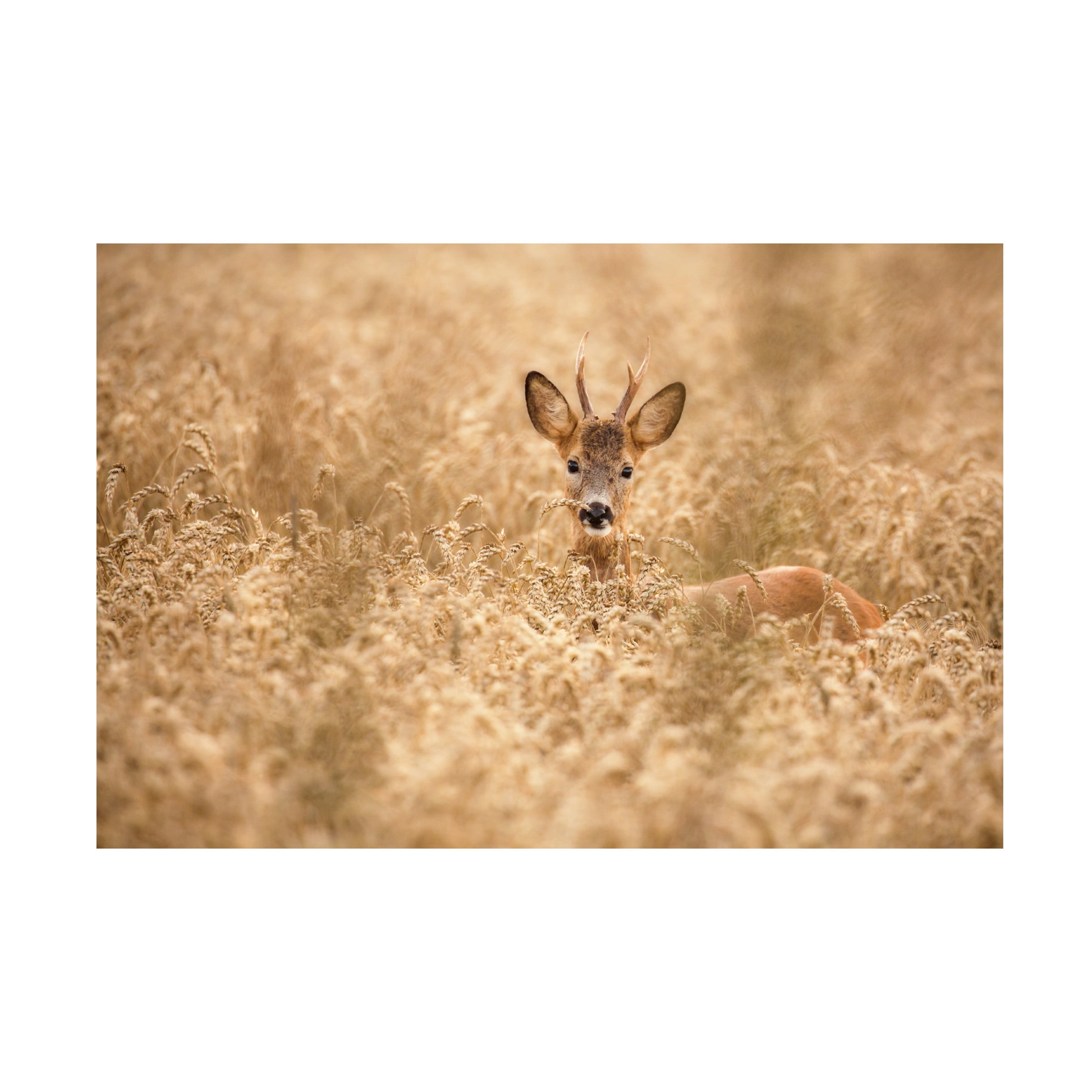 Modern 12x19 Canvas Print of Deer in Field
