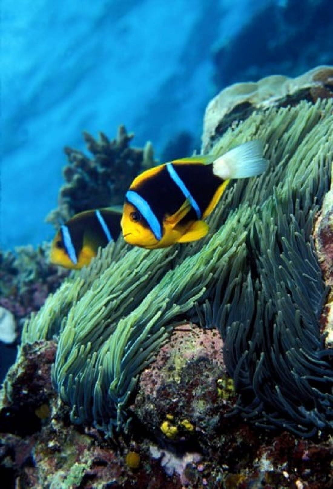 Allards anemonefish (Amphiprion allardi) in the ocean Canvas Art - Panoramic Images (24 x 18)