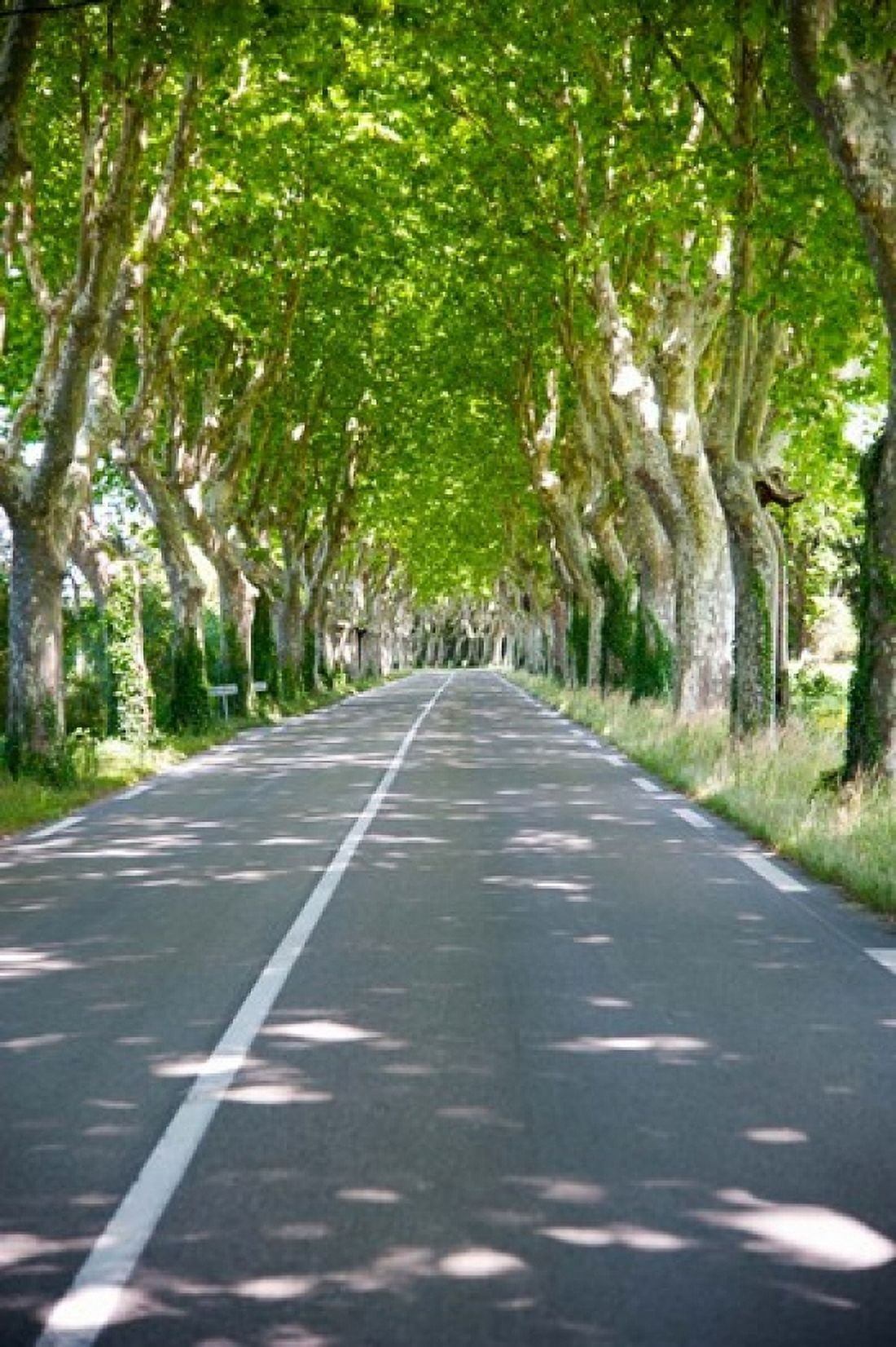 Allee of trees St-Remy-De-Provence Bouches-Du-Rhone Provence-Alpes-Cote dAzur France Canvas Art - Panoramic Images (24 x 36)