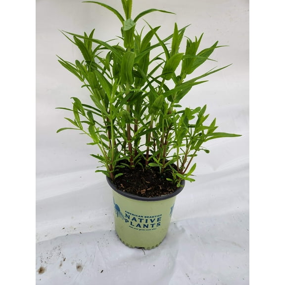Allegheny Monkeyflower