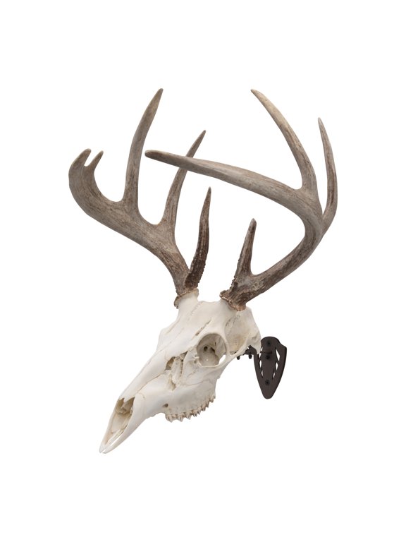 Ez Mount Skull Hanger, Fixed, Matte Brown, Steel