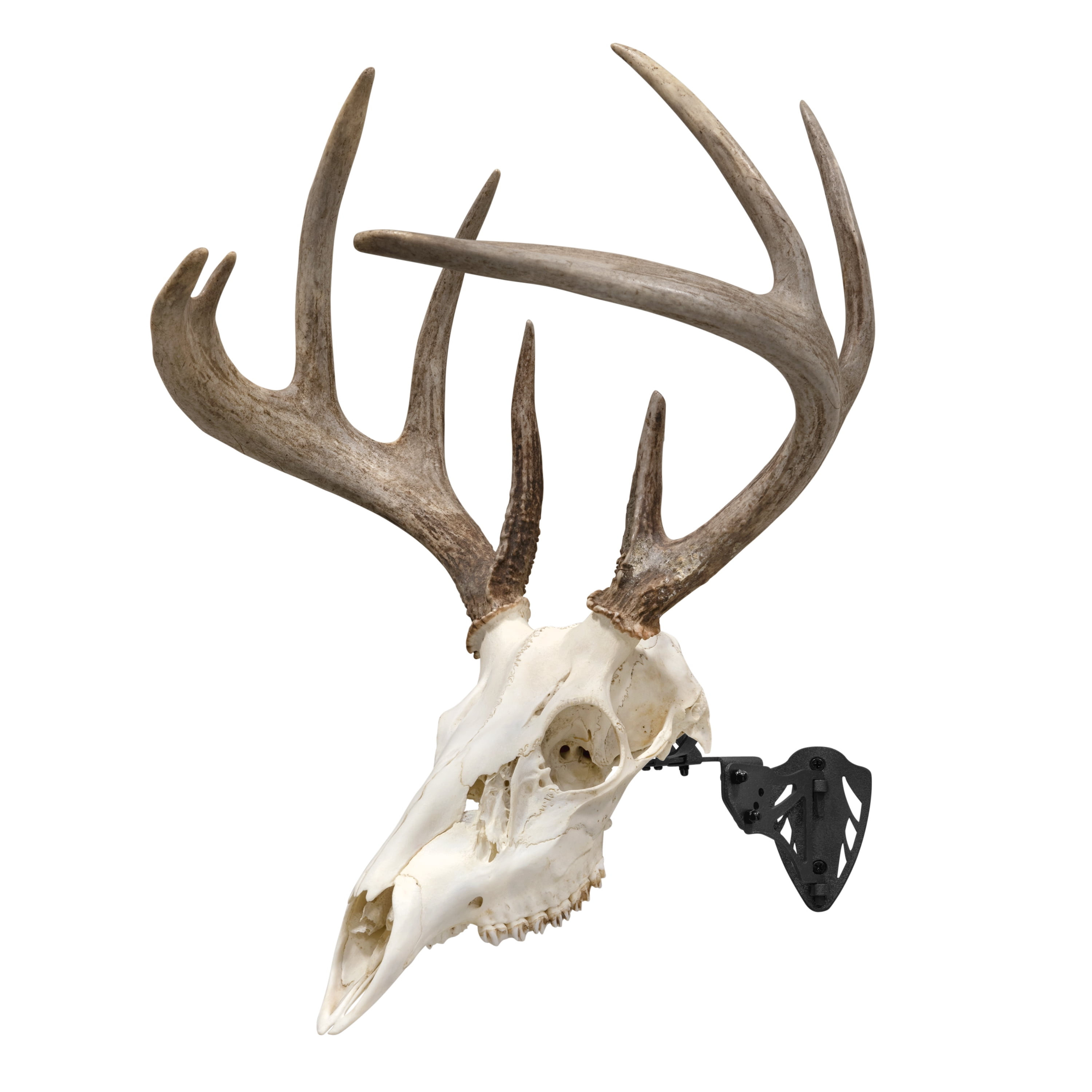 Allen Company Ez Mount Trophy Skull Hanger, Black, 6