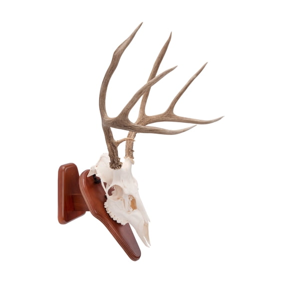 Allen Company Ez Skull Wood Mount Presentation Pedestal & Plaque, 13" x 6" x 7", Model 9022