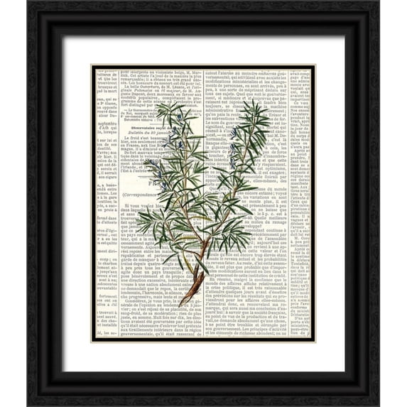 Allen, Kimberly 12x14 Black Ornate Wood Framed with Double Matting Museum Art Print Titled - Fresh Herbs 1