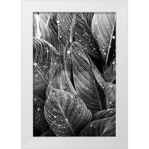 Allen, Kimberly 13x18 White Modern Wood Framed Museum Art Print Titled - Midnight Palm Leaves 1 bw