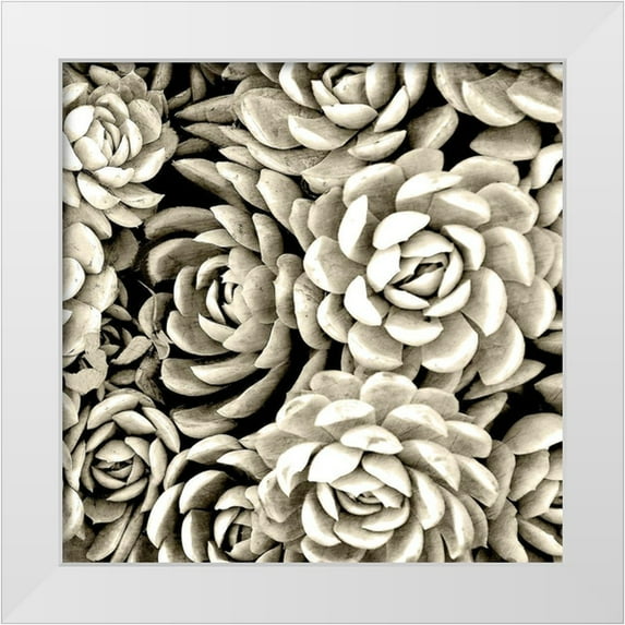 Allen, Kimberly 15x15 White Modern Wood Framed Museum Art Print Titled - Succulent Mono