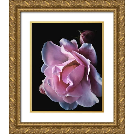 Allen, Kimberly 15x18 Gold Ornate Wood Framed with Double Matting Museum Art Print Titled - Floral Closeup 2