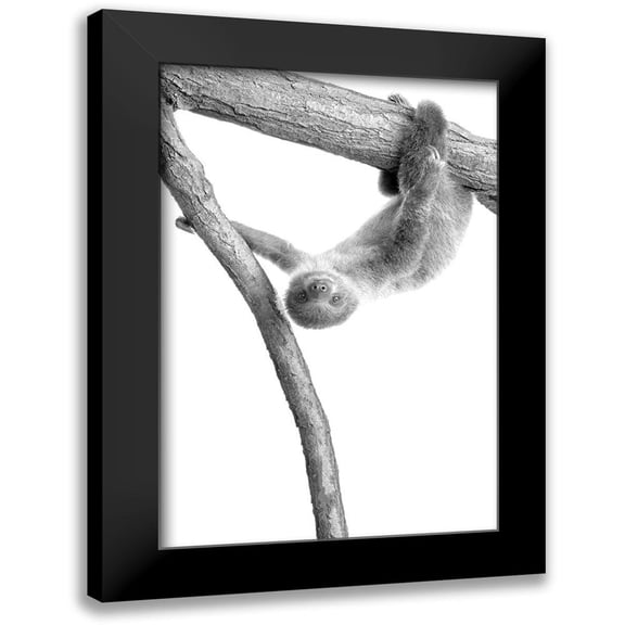 Allen, Kimberly 17x24 Black Modern Framed Museum Art Print Titled - Baby Sloth 1