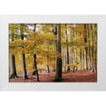 thumbnail image 1 of Allen, Kimberly 18x13 White Modern Wood Framed Museum Art Print Titled - Autumn Walk, 1 of 4