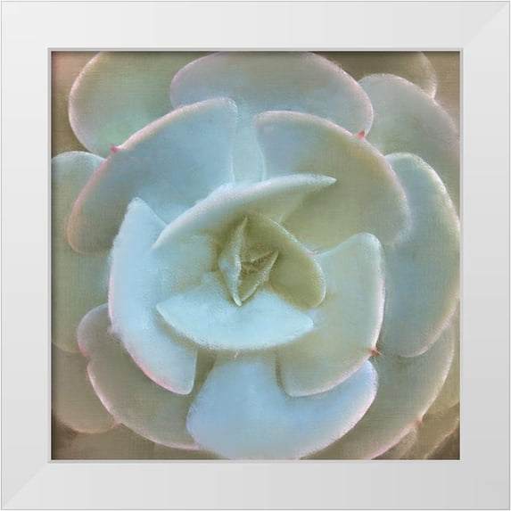 Allen, Kimberly 26x26 White Modern Wood Framed Museum Art Print Titled - Succulent 1