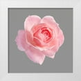 thumbnail image 1 of Allen, Kimberly 26x26 White Modern Wood Framed Museum Art Print Titled - Trust Rose 2, 1 of 4