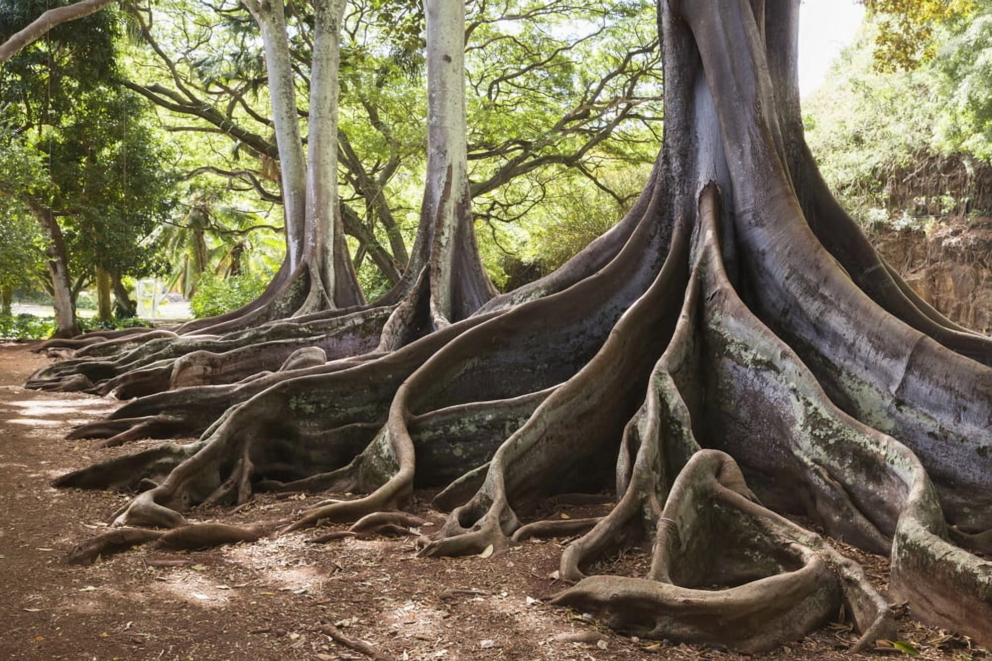 Allerton Garden part of National Botanical Garden near Poipu Kauai Hawaii United States of America Canvas Art - Alvis Upitis  Design Pics (19 x 12)