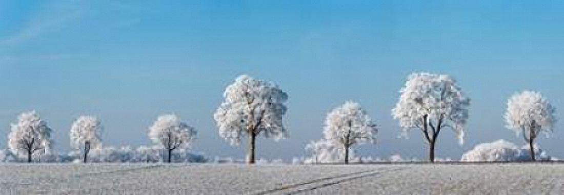 Alley tree with frost Bavaria Germany Canvas Art - Frank Krahmer (24 x 48)