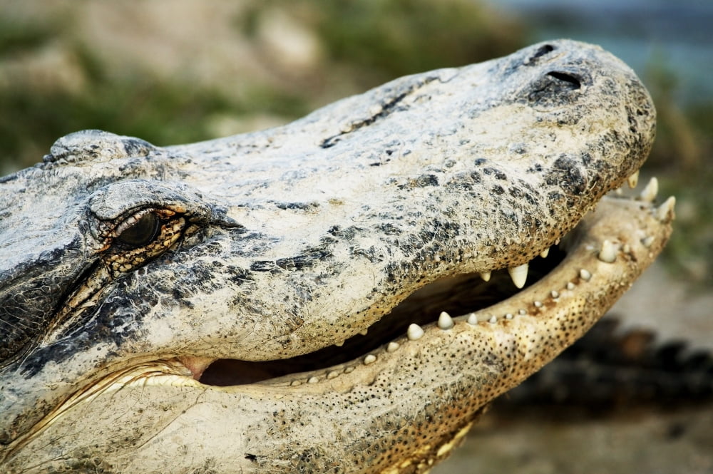 Alligator Canvas Art - Con Tanasiuk Design Pics (34 x 22)