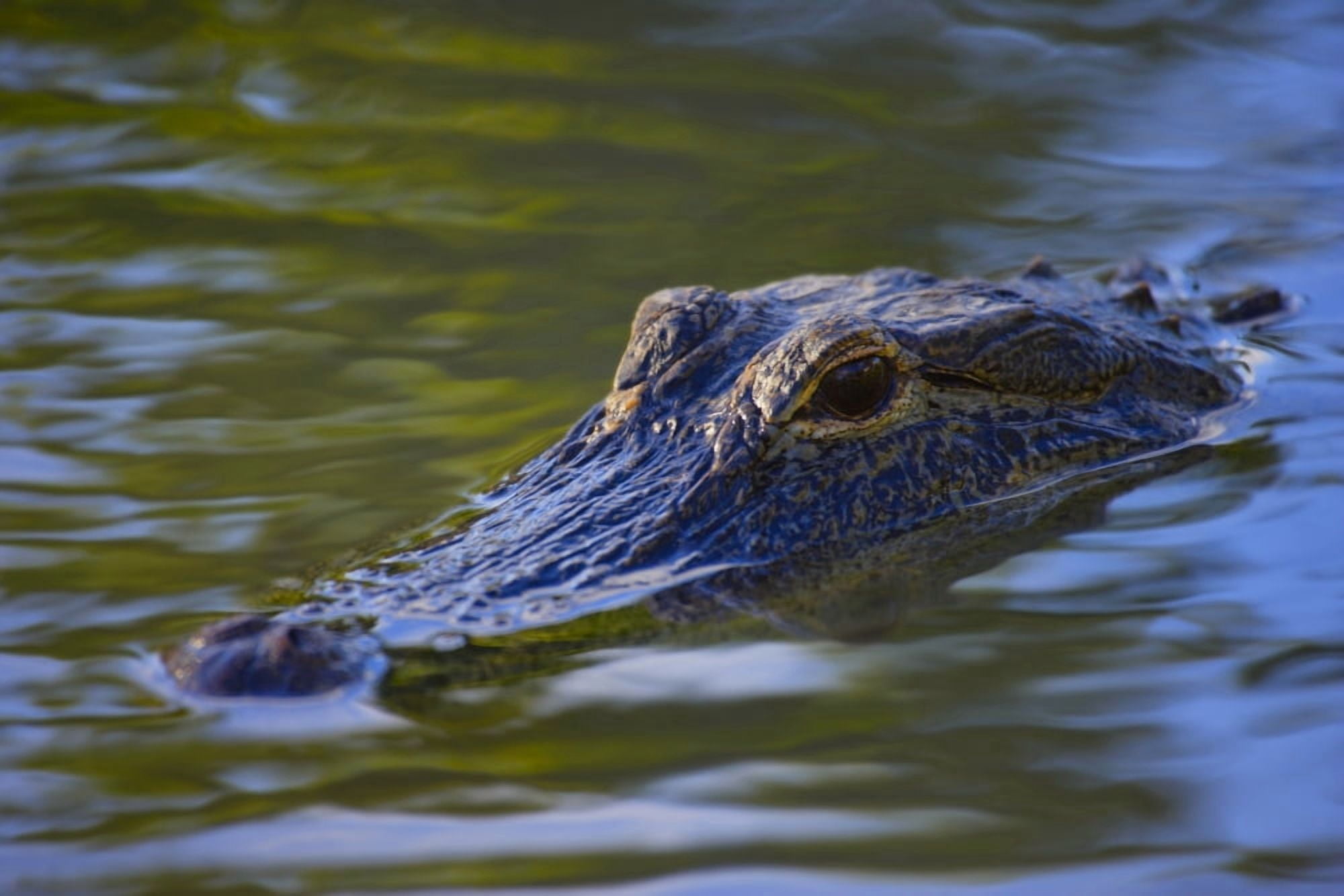 Alligator Canvas Art - Don Hammond Design Pics (17 x 11)