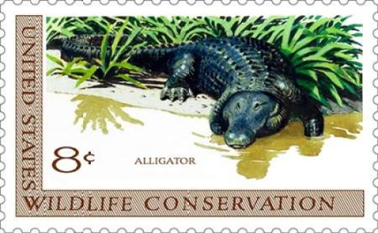 Alligator Canvas Art - US POSTAL SERVICE (12 x 18)