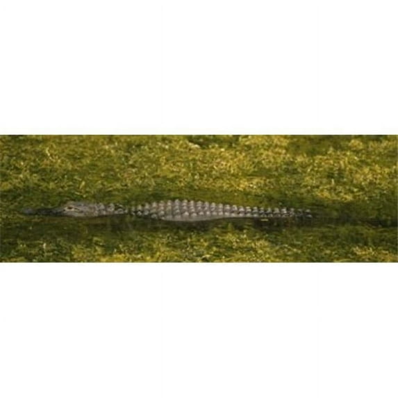 Alligator Flowing in A Canal Big Cypress Swamp National Preserve Tamiami Ochopee Florida USA Poster Print, 18 x 6