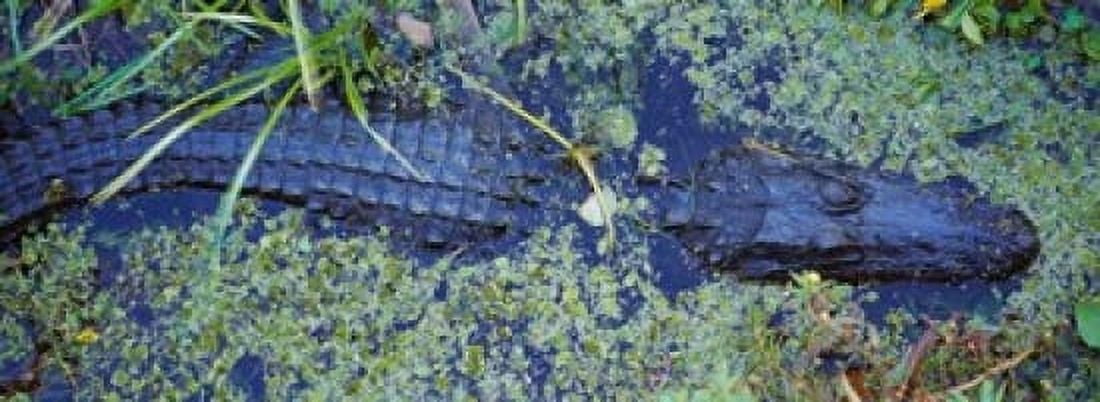 Alligator Swimming in a River Florida Canvas Art - Panoramic Images (33 x 12)