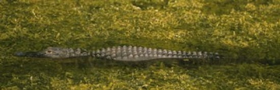 Alligator flowing in a canal Big Cypress Swamp National Preserve Tamiami Ochopee Florida USA Canvas Art - Panoramic Images (36 x 12)