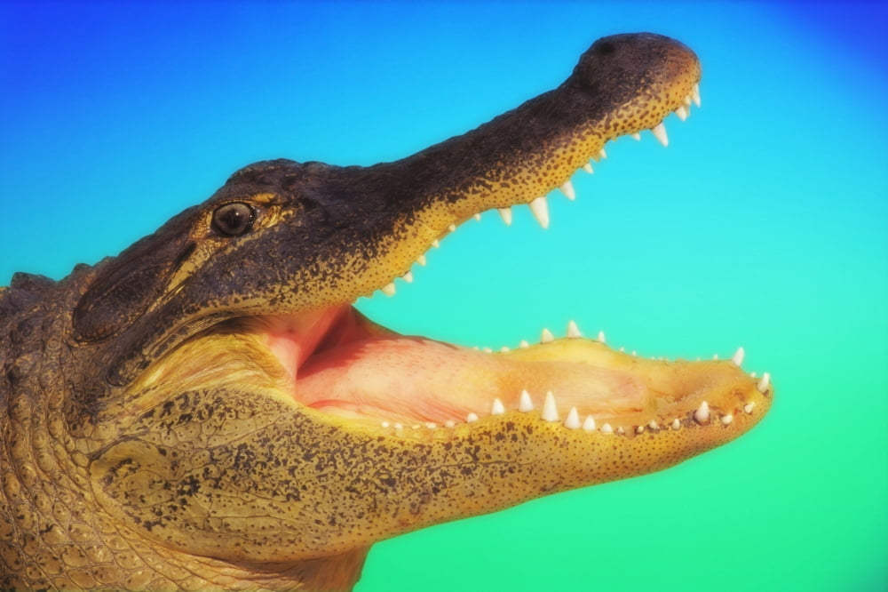 Alligator head with open mouth against a blue and green background Canvas Art - Thomas Kitchin & Victoria Hurst Design Pics (19 x 12)