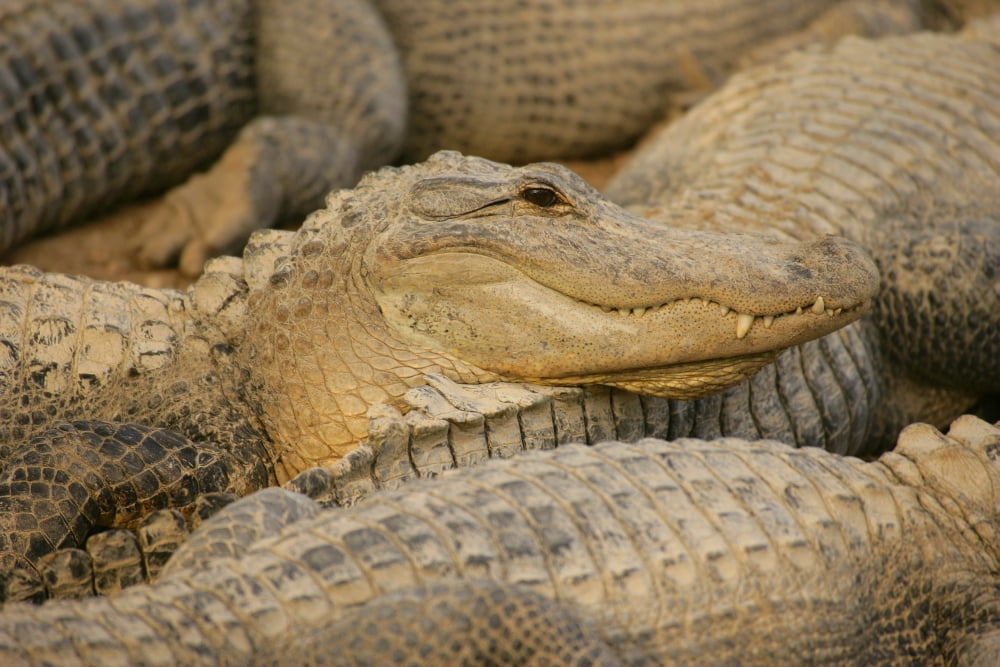 Alligators Canvas Art - Don Hammond Design Pics (17 x 11)