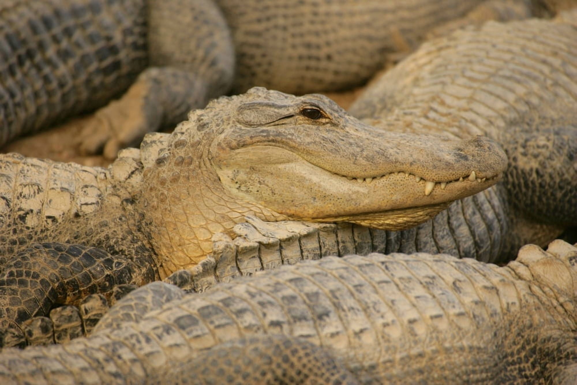 Alligators Canvas Art - Don Hammond Design Pics (34 x 22)