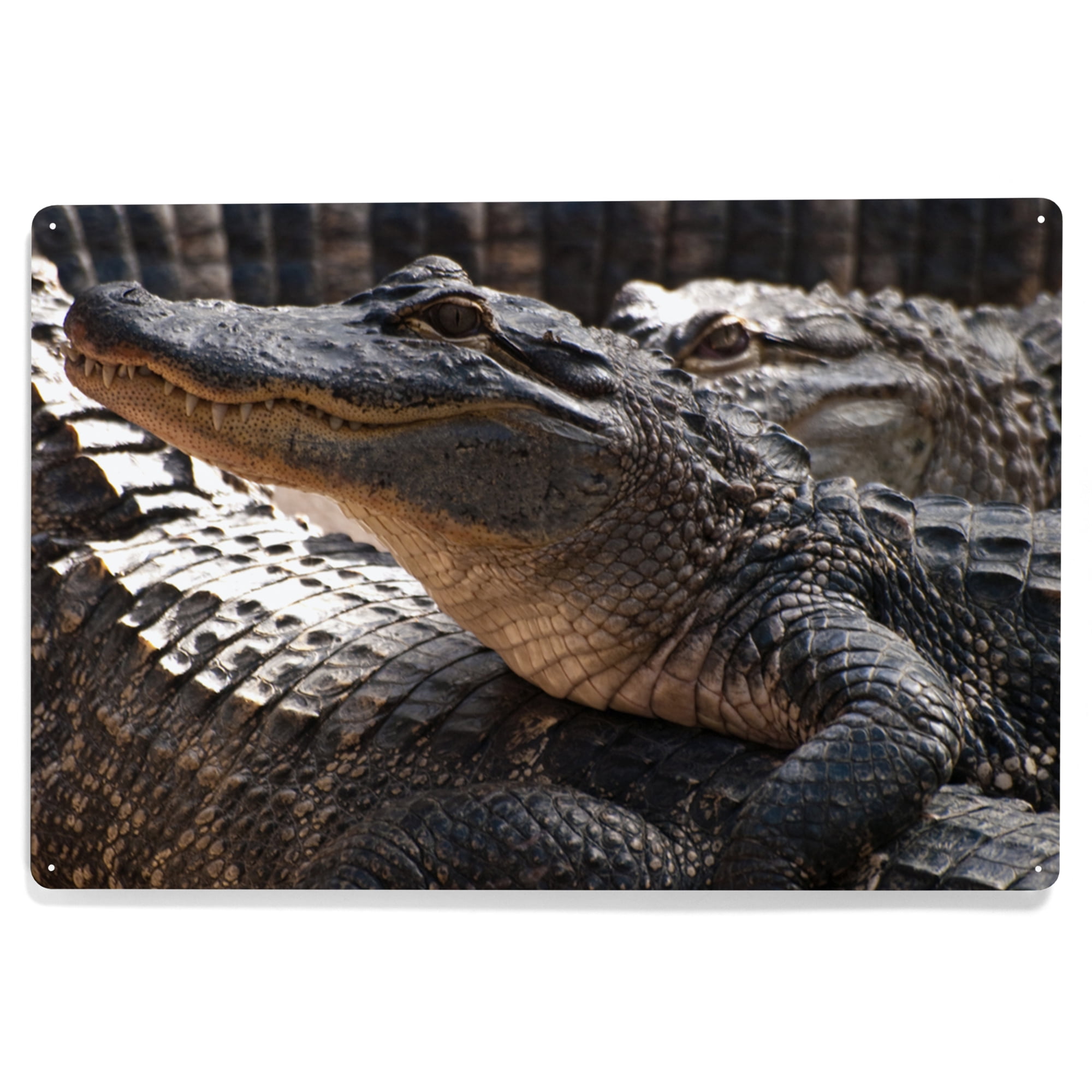 Alligators Piled Up (12x18 Aluminum Art, Indoor Outdoor Metal Sign ...