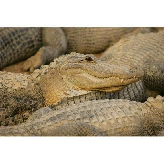 Alligators Poster Print by Don Hammond - 17 x 11