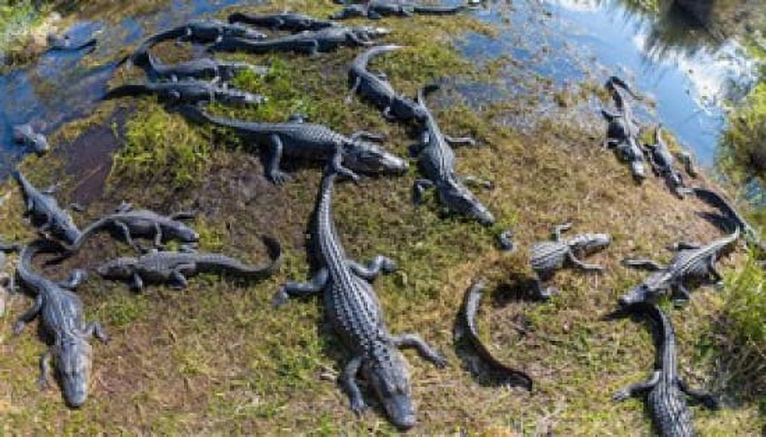 Alligators along the Anhinga Trail Everglades National Park Florida USA Canvas Art - Panoramic Images (36 x 21)