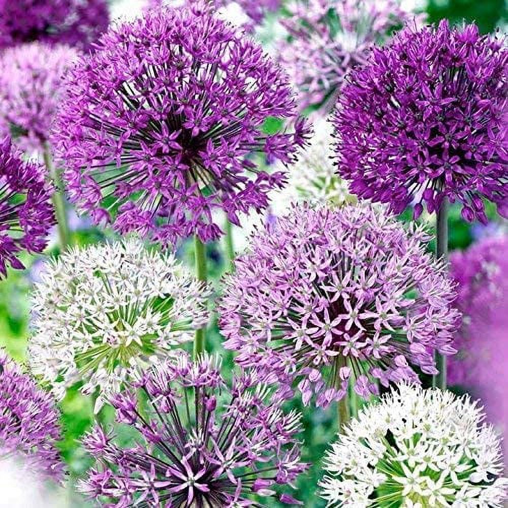 Allium Blend Pack Of Allium For Garden, Landscaping, Or Container