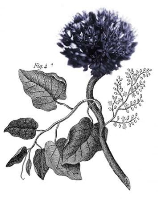 Allium Botanical Canvas Art - Heather Johnston (22 x 28)