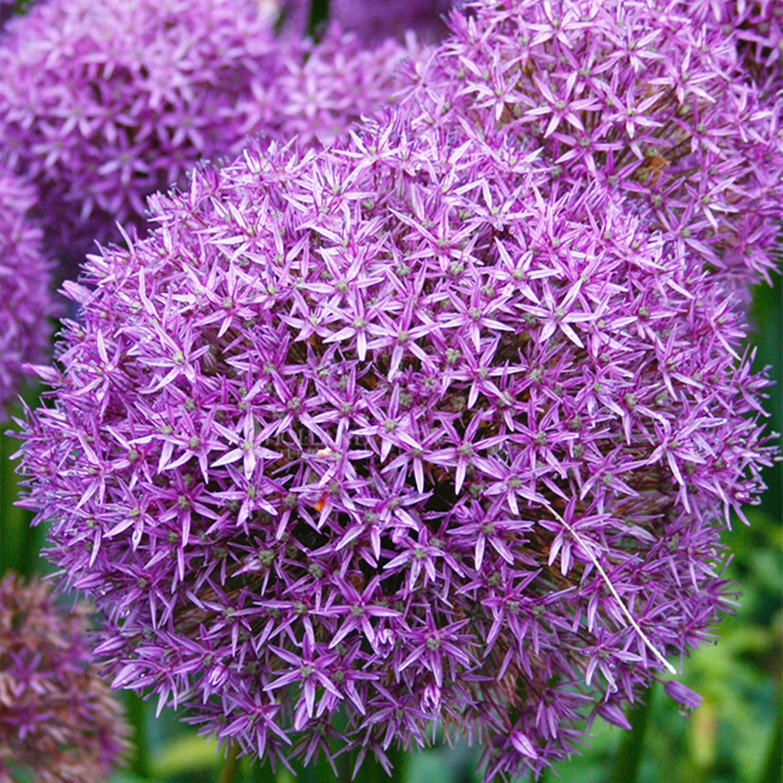 Allium Bulbs，Create A Unique Garden Landscape，Enjoy It In All Seasons，Allium Bulbs For Planting
