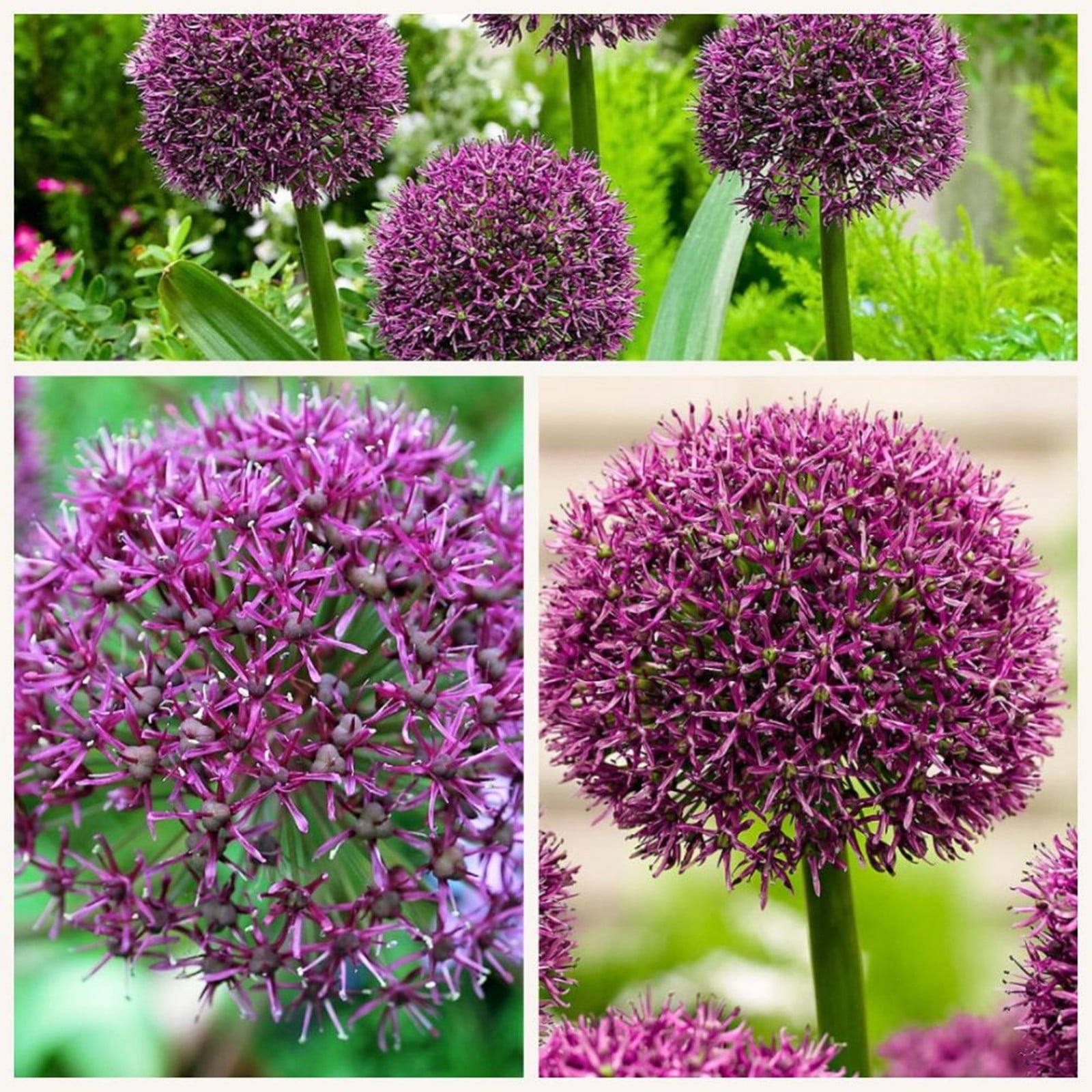 Allium Bulbs For Planting Allium Bulbs Easy To Cultivate Allium Flower