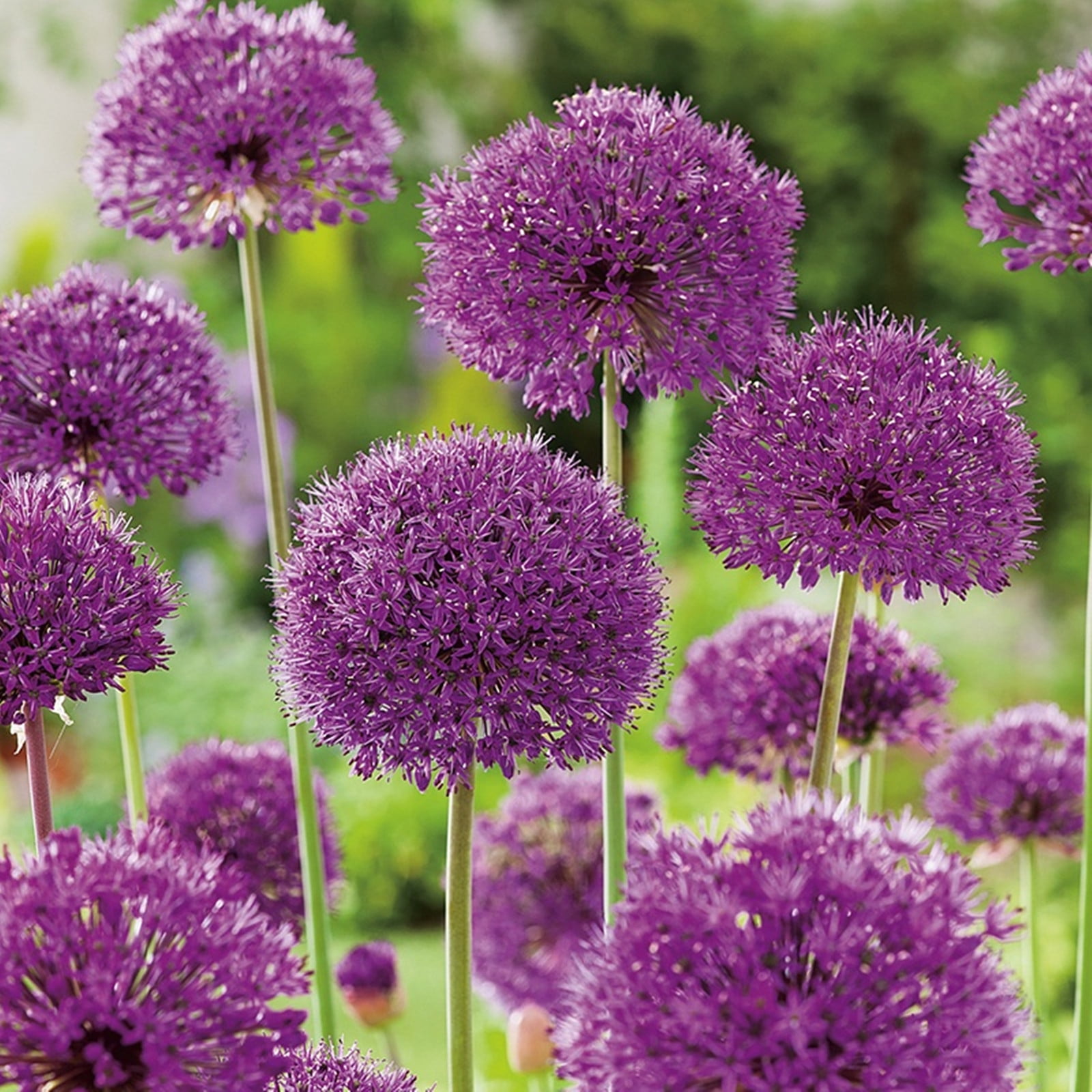 Allium Bulbs For Planting Allium Bulbs Easy To Cultivate Allium Flower