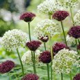 Allium Bulbs For Planting Allium Gladiator Bulbs Allium Bulbs Easy To