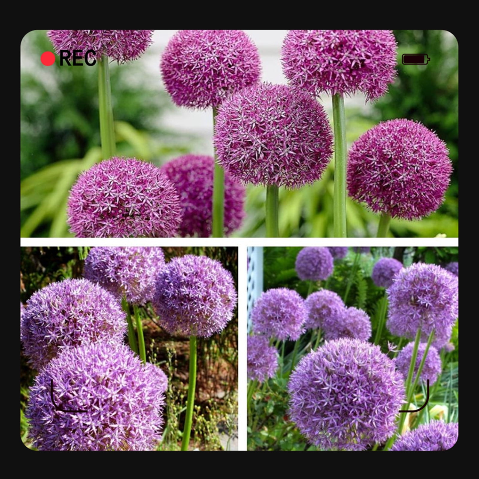 Allium Bulbs For Planting Allium Gladiator Bulbs Allium Bulbs Easy To
