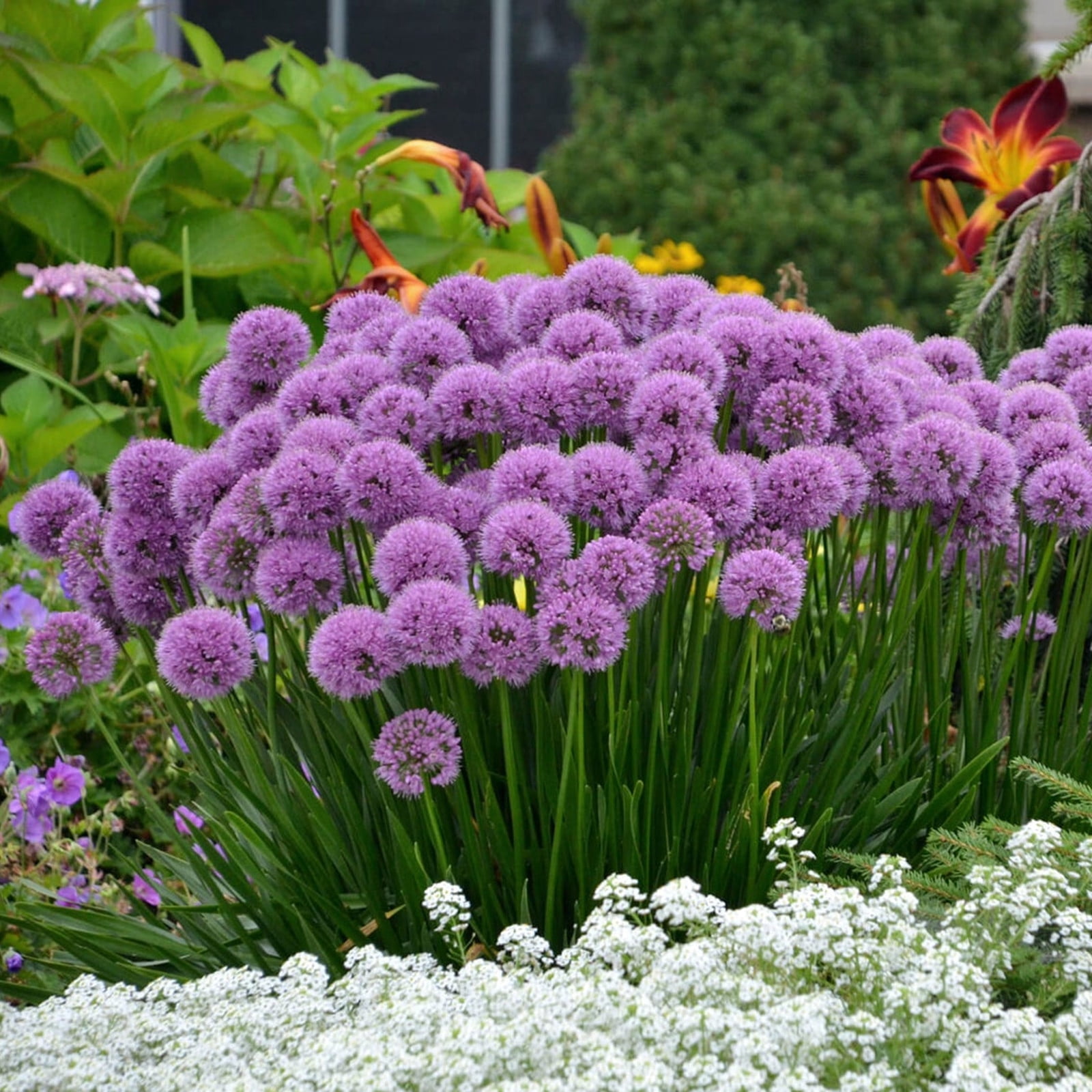 Allium Bulbs For Planting Allium Gladiator Bulbs Allium Bulbs Easy To