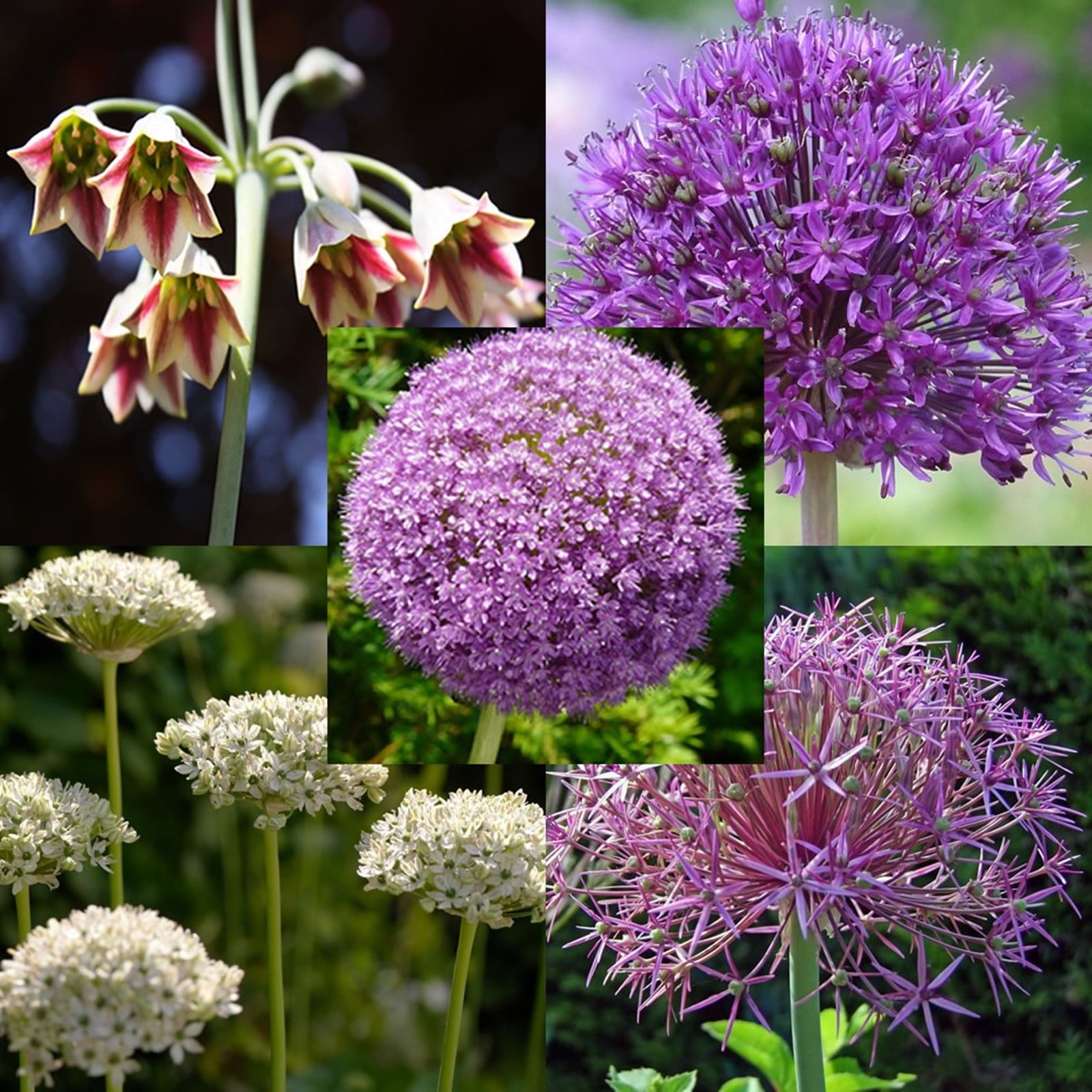 Allium Bulbs For Planting Allium Gladiator Bulbs Allium Bulbs Easy To