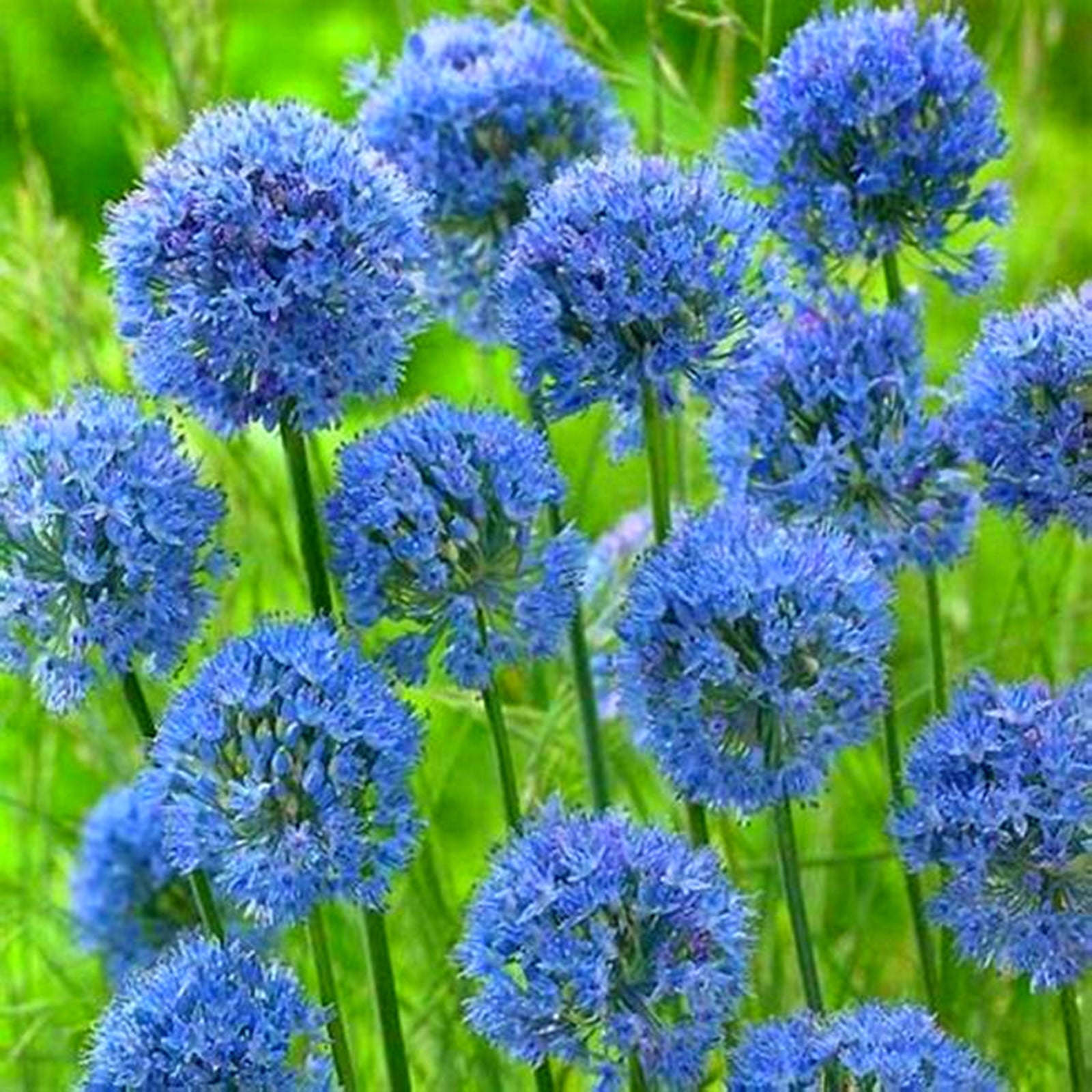 Allium Bulbs For Planting Allium Gladiator Bulbs Allium Bulbs Easy To