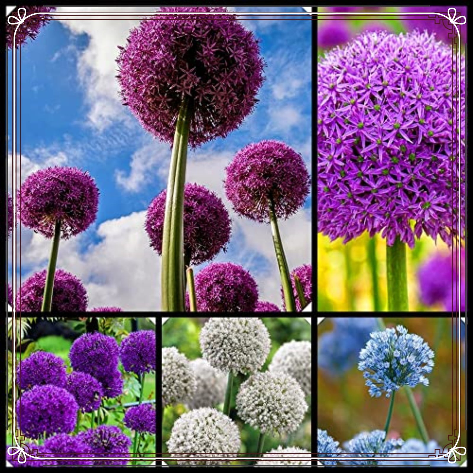 Allium Bulbs For Planting Allium Gladiator Bulbs Allium Bulbs Allium