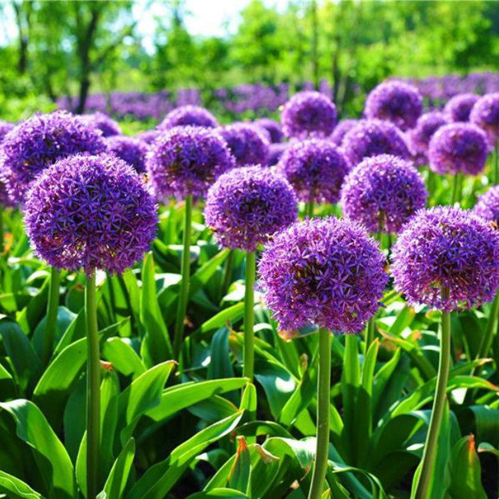 Allium Bulbs Allium Bulbs For Planting Allium Bulbs For Planting