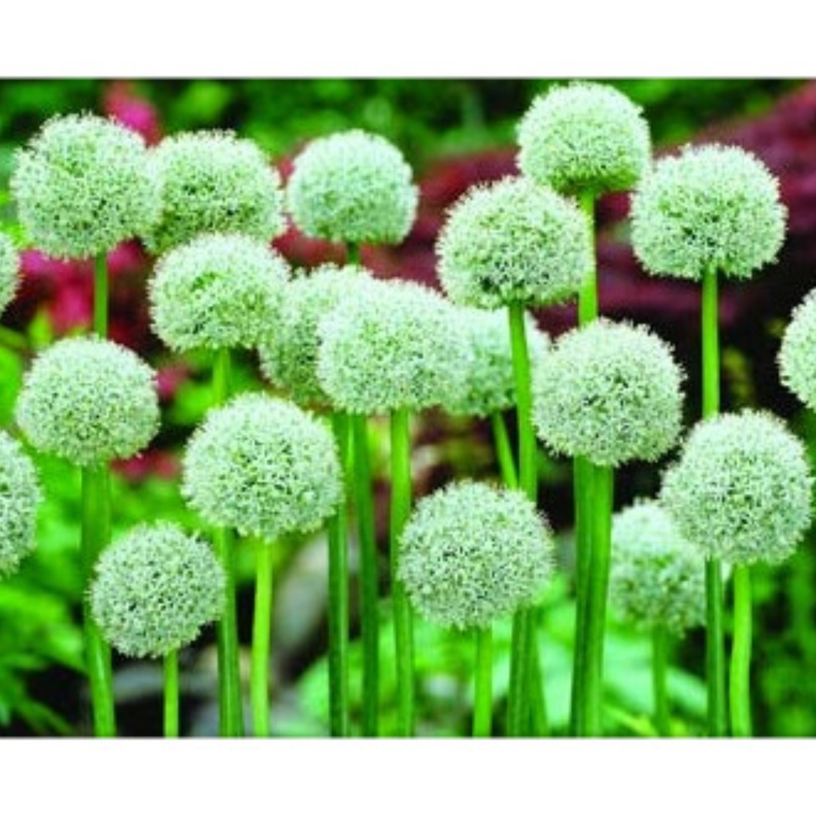 Allium Bulbs For Planting Perennial,Allium Bulbs For Sale,Allium